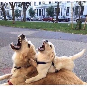 Meet your Posher, Dorothy